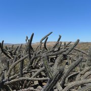 Baja2011 141 : Baja2011